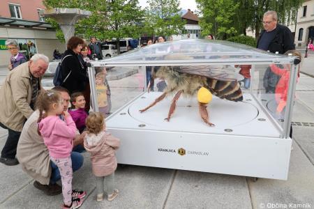 Čebela velikanka potuje po Kamniku (21)